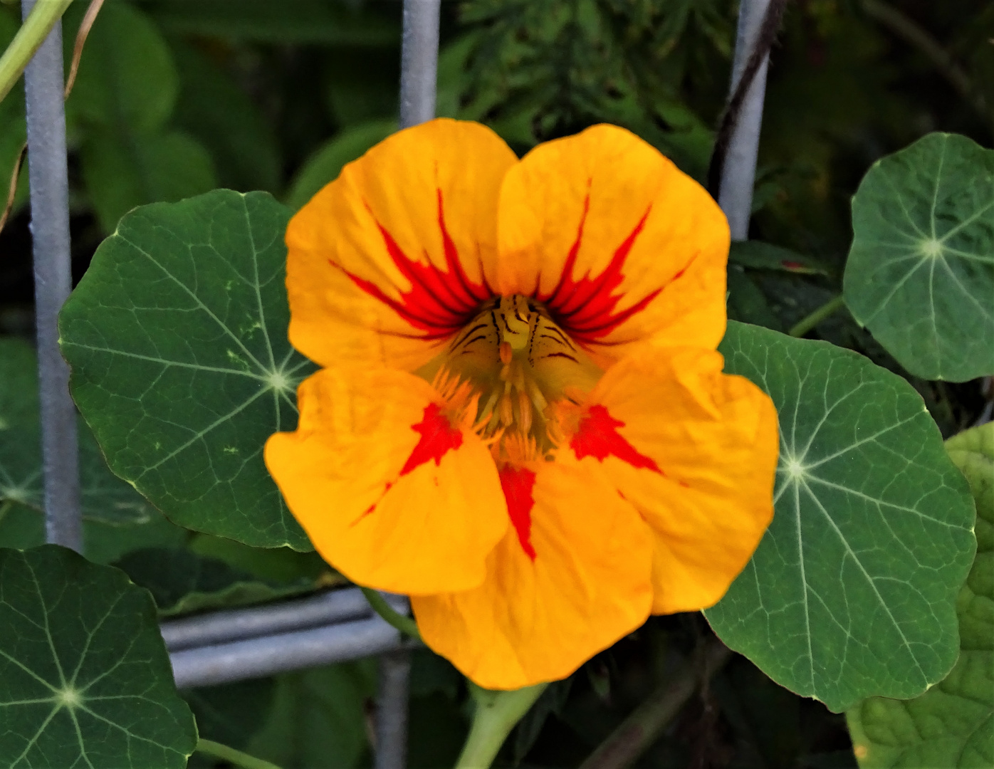 Kapuzinerkresse (Tropaeolum) Foto & Bild natur, landschaft, blumen