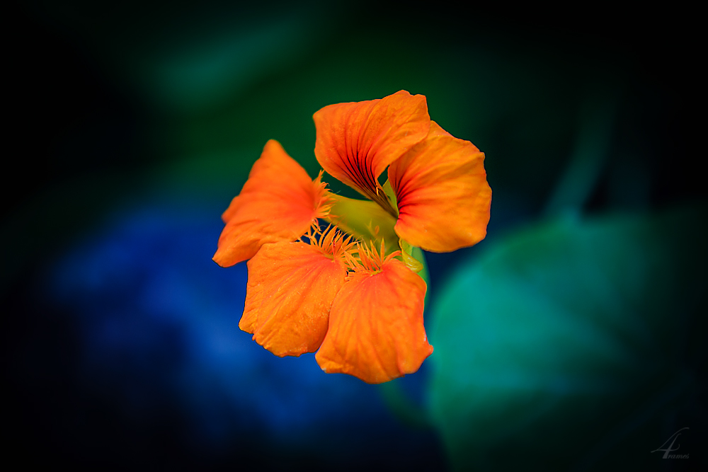 Kapuzinerkresse (Tropaeolum majus)