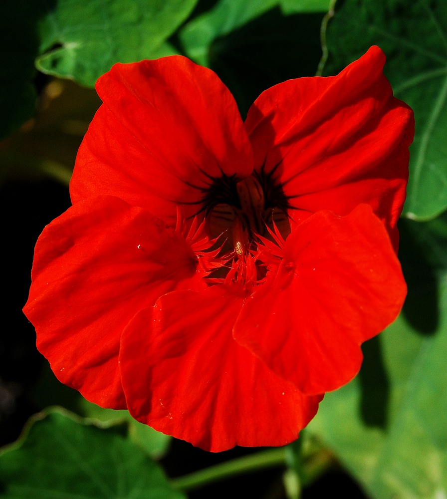 Kapuzinerkresse (Tropaeolum majus L.)