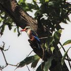 "Kapverdischer"  Eisvogel