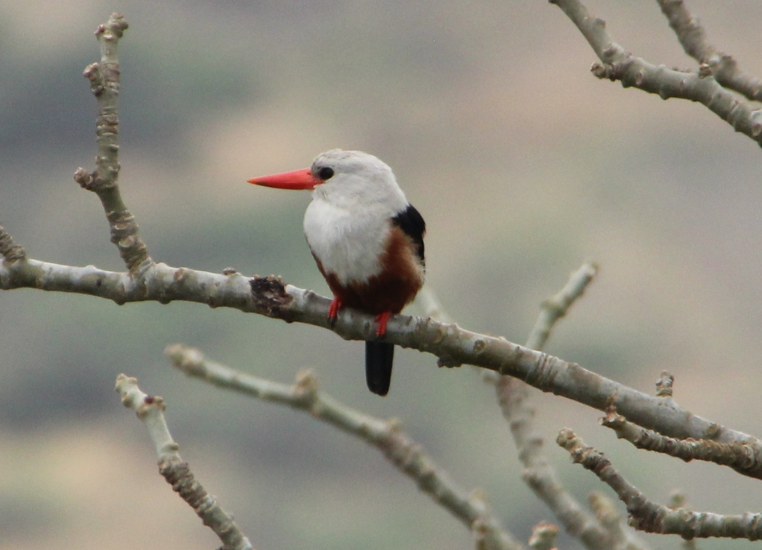 Kapverdischer Eisvogel - Kingfisher