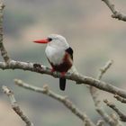 Kapverdischer Eisvogel - Kingfisher
