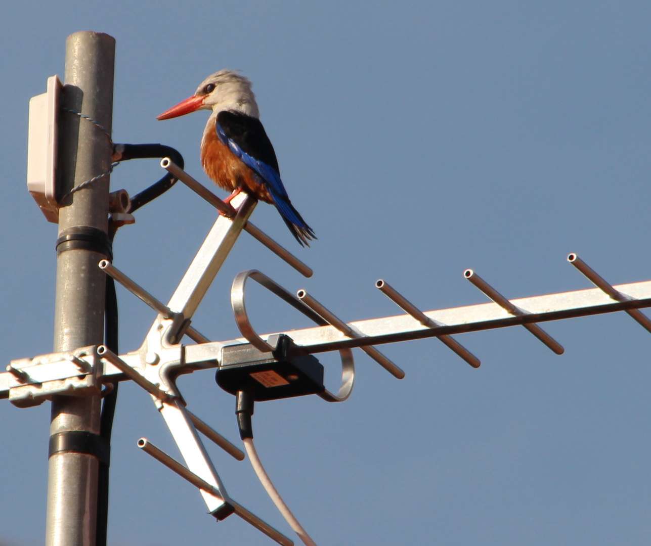 Kapverdischer Eisvogel - Kingfisher