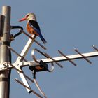 Kapverdischer Eisvogel - Kingfisher