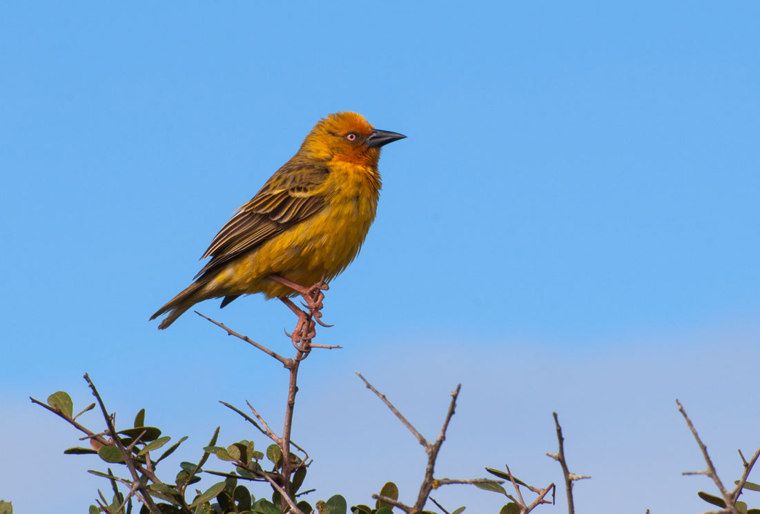 Kapweber (Ploceus capensis) 