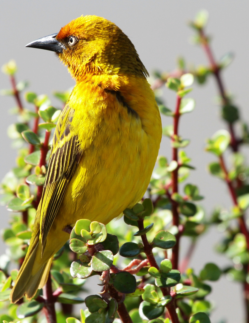 Kapweber (Ploceus capensis)