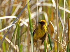 Kapweber (Textor capensis) - 2