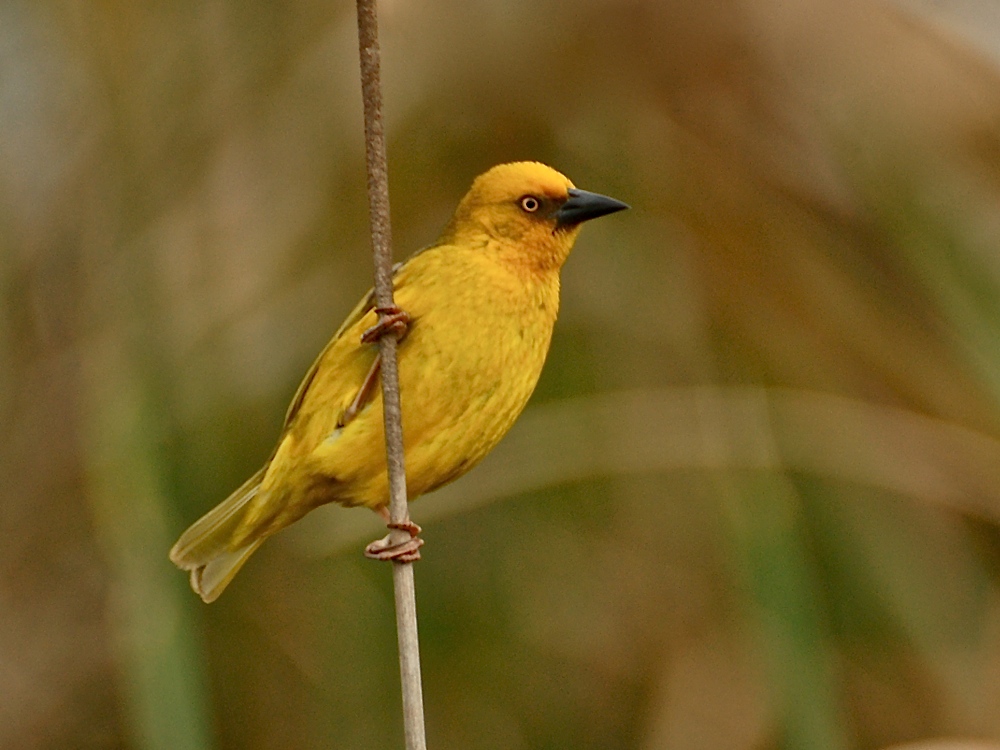 Kapweber (Textor capensis)