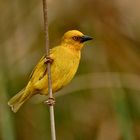 Kapweber (Textor capensis)