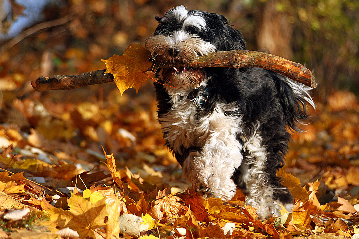 Kara mit Schmuggelware im Herbst