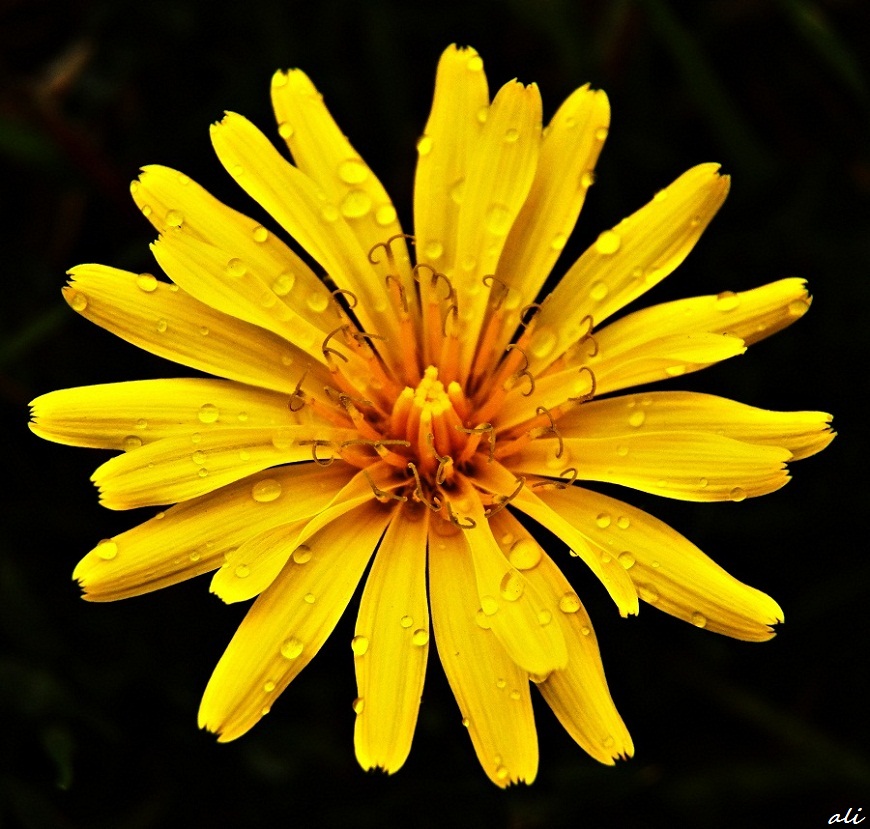 Karahindiba Photo Image Abstract Nature Sar 305 Cicek Images At Photo Community