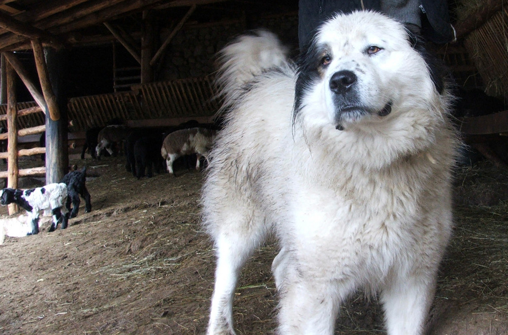 Karakachan dog