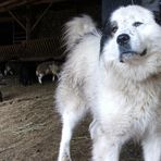Karakachan dog