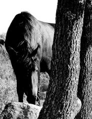 Karakachan Horse 2