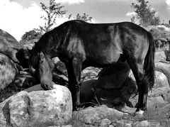 Karakachan Horse