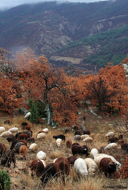 Karakachan Sheep