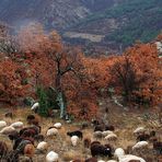 Karakachan Sheep