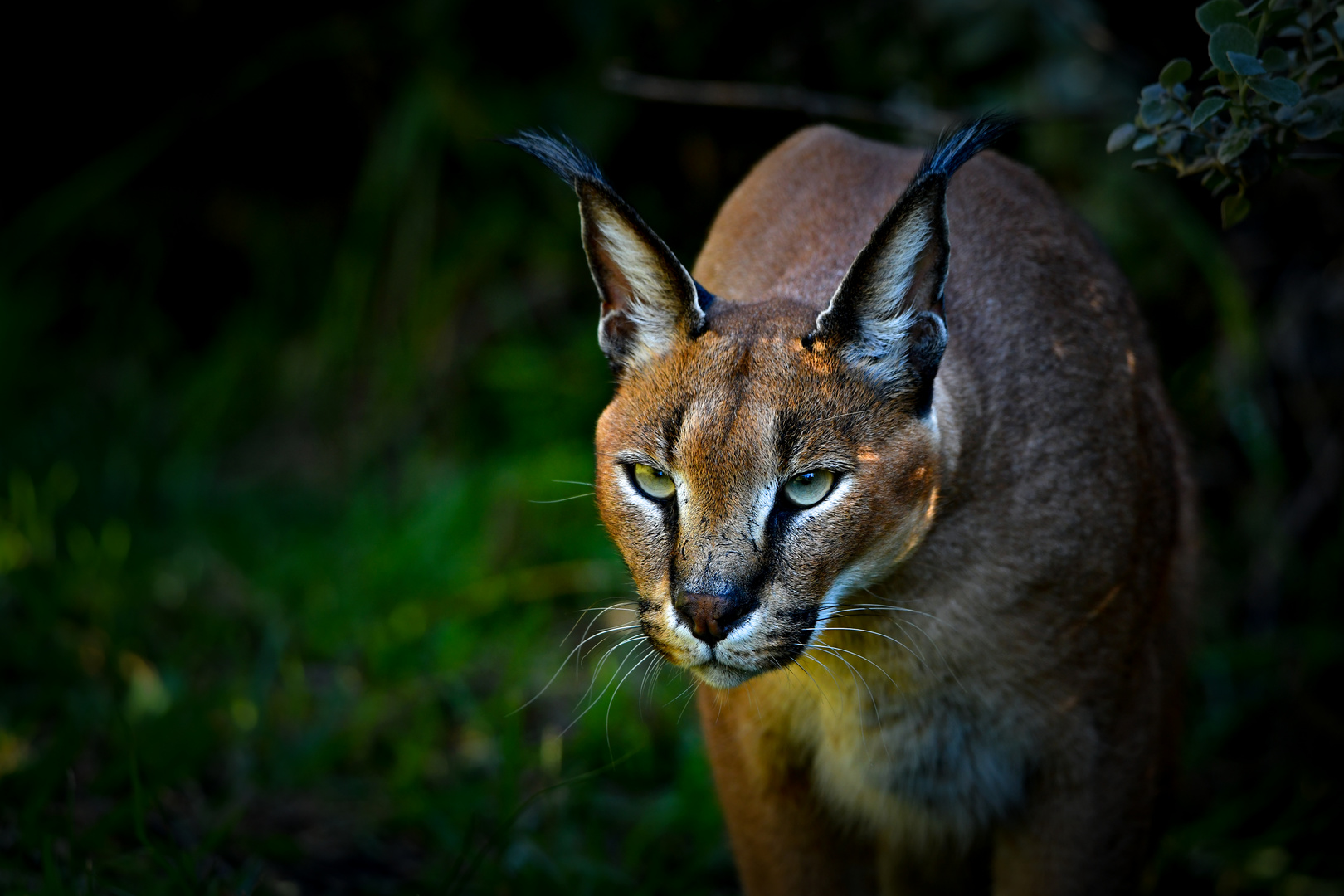 Karakal Foto & Bild tiere, wildlife, xarchiv Bilder auf