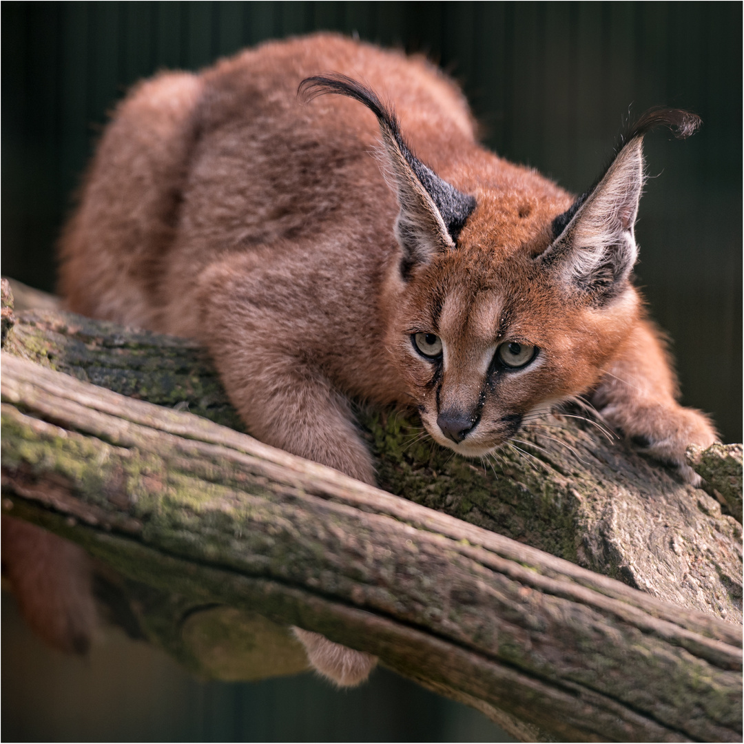 Karakal Foto & Bild | natur, schön, gefährlich Bilder auf fotocommunity