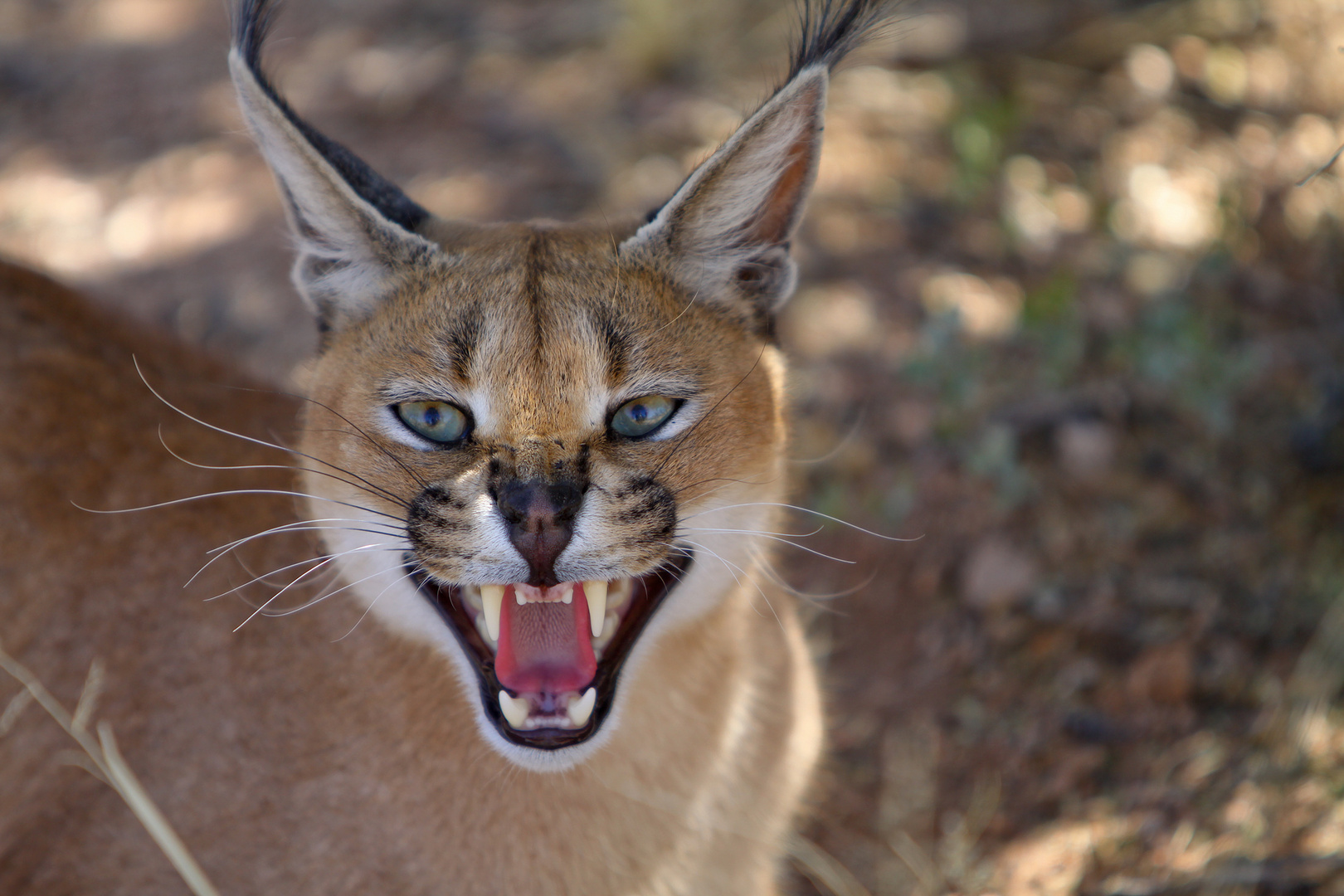 Karakal Foto & Bild | tiere, wildlife, säugetiere Bilder auf fotocommunity