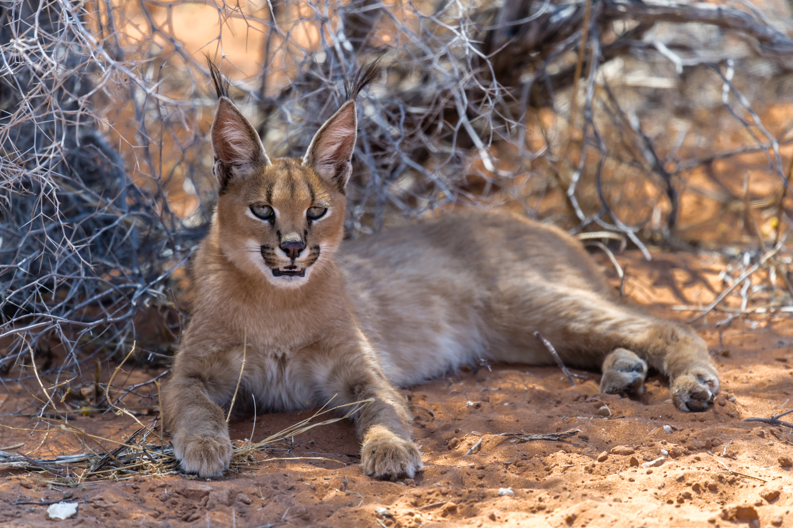 Karakal (Caracal)