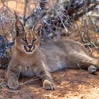 Karakal (Caracal)