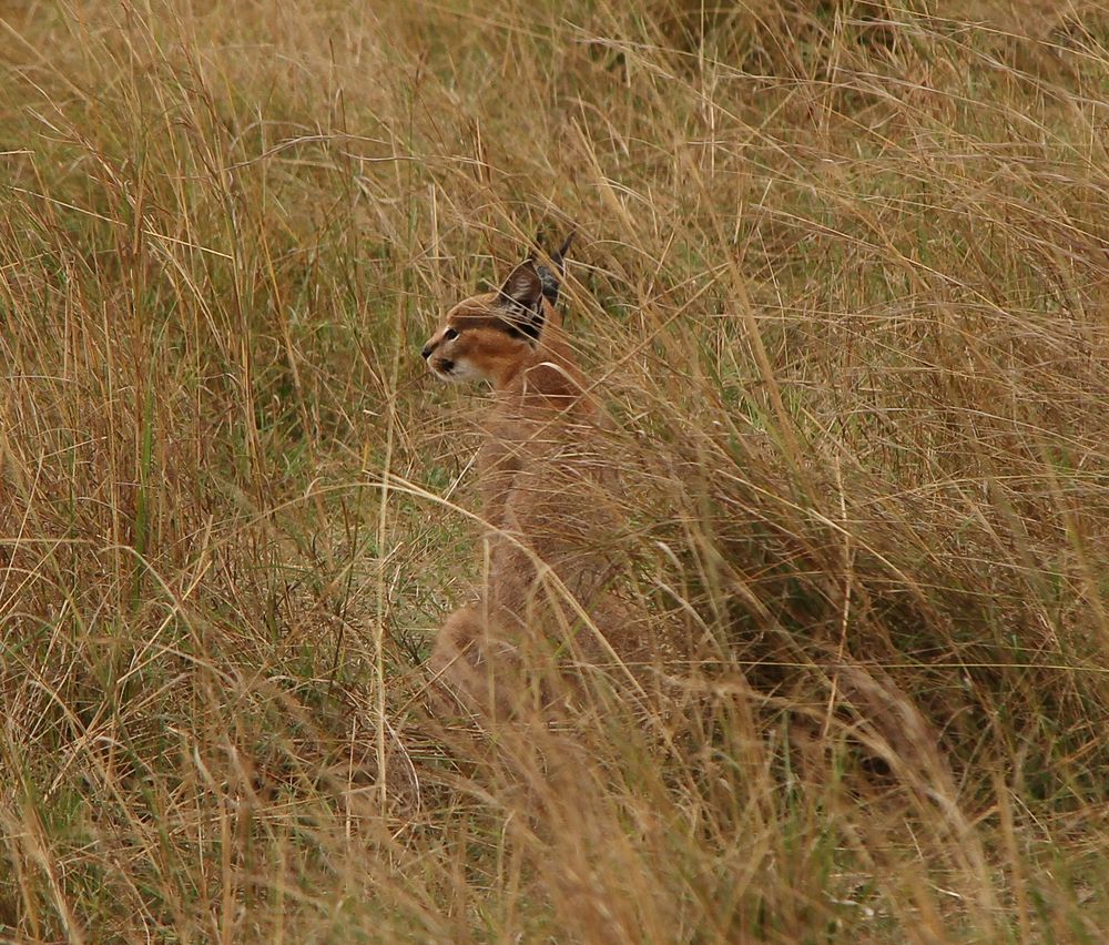 Karakal - Caracal caracal