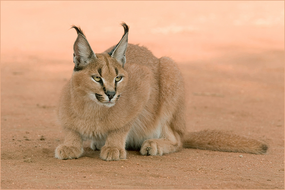 Karakal Foto & Bild | africa, southern africa, south africa Bilder auf