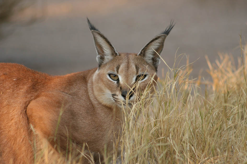 Karakal in Pose