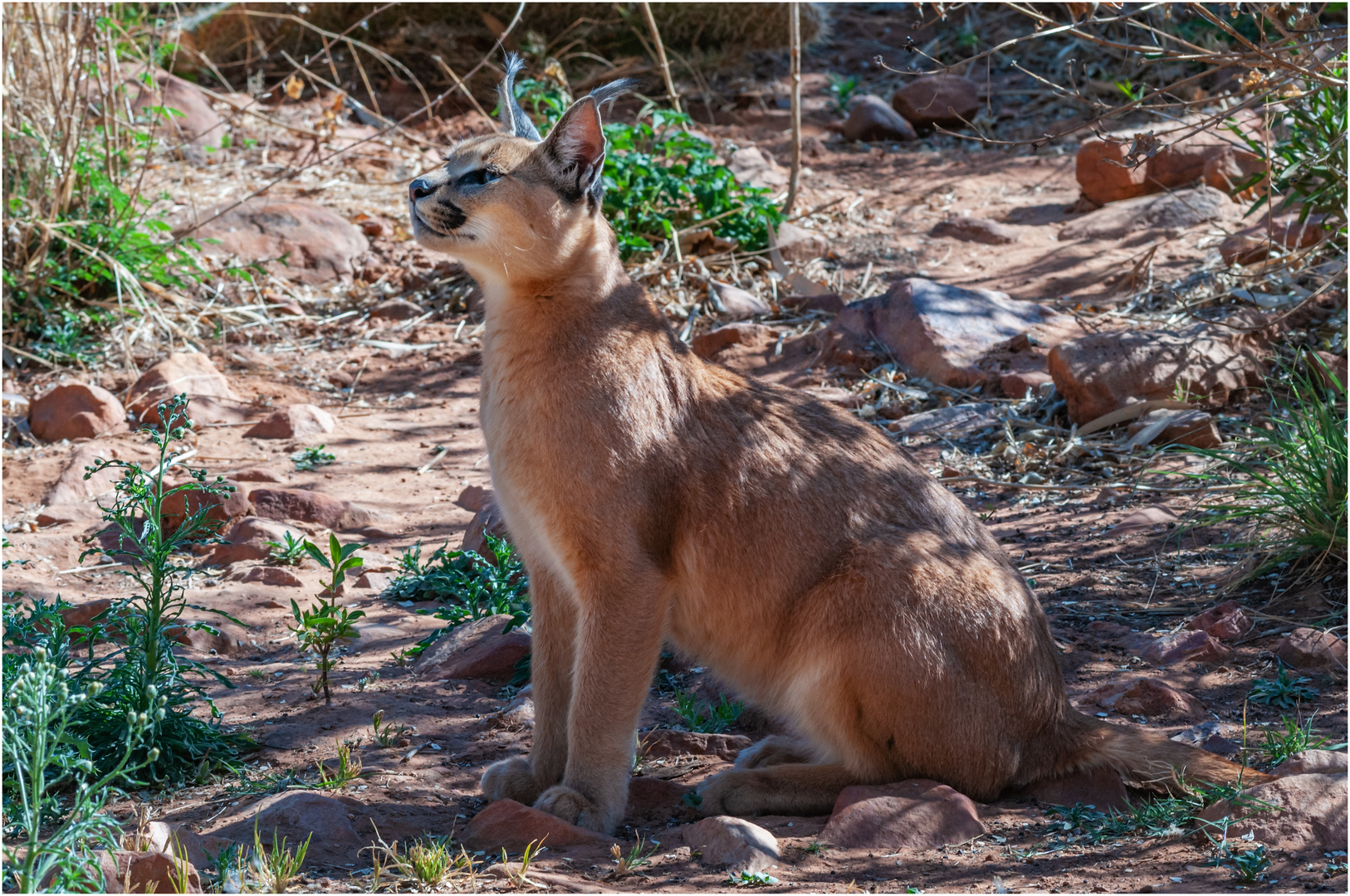 Karakal Namibia