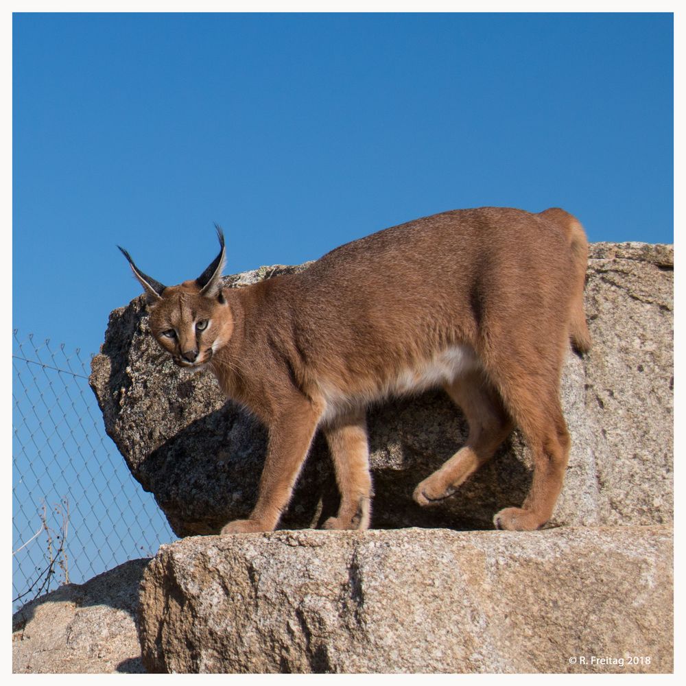 Karakals Foto & Bild tiere, wildlife, säugetiere Bilder auf