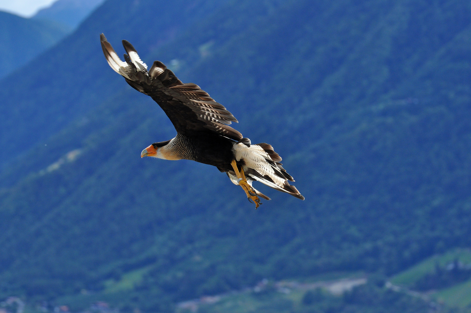Karakara bei Greifvogelflugschau im Schloß Tirol