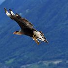 Karakara bei Greifvogelflugschau im Schloß Tirol