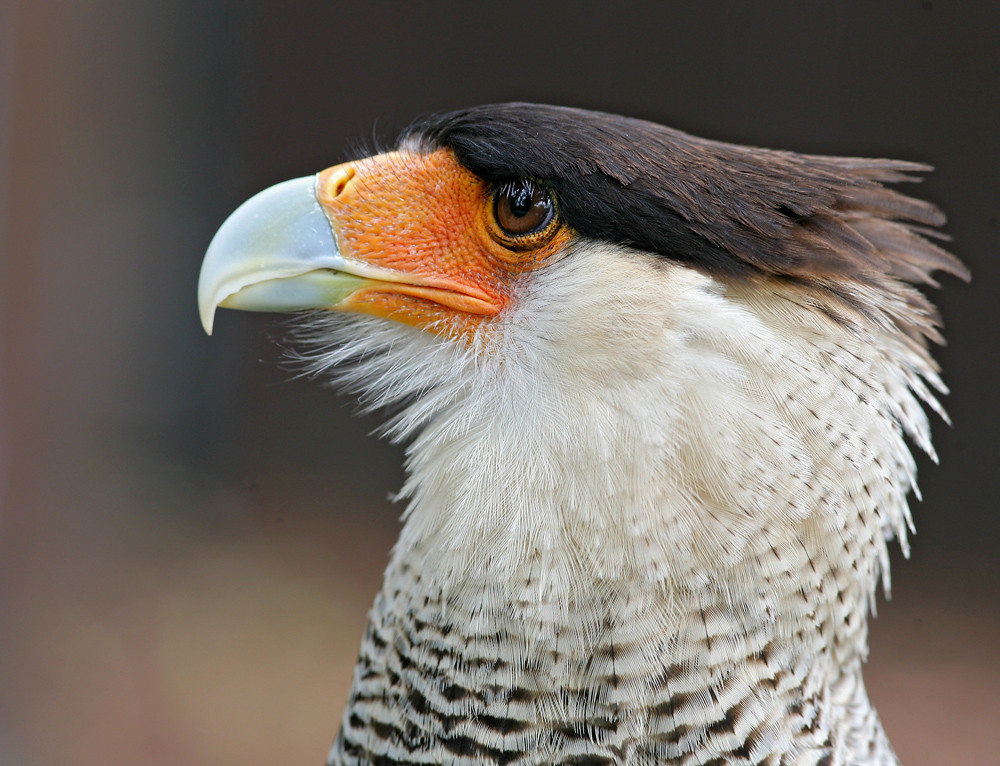 Karakara (Geierfalke) Portrait