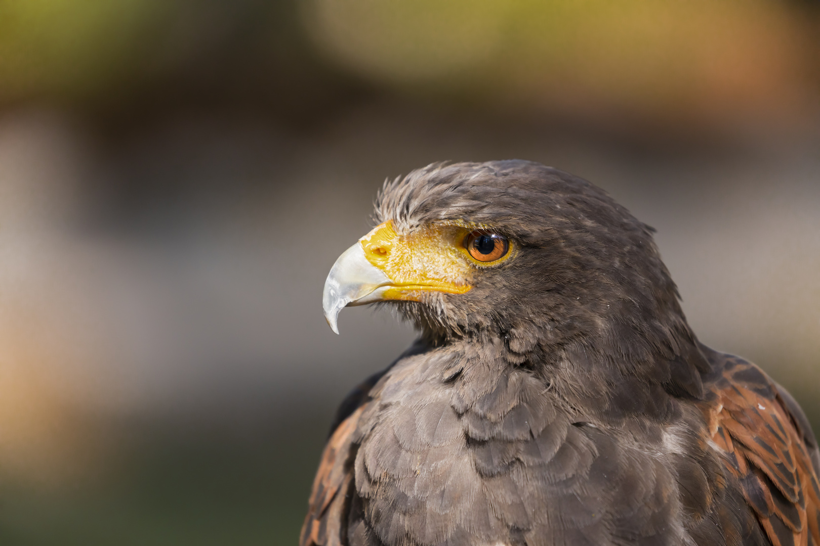 Karakterkopf Wüstenbussard (Haris Hawk)