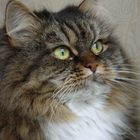 User Profile Photo