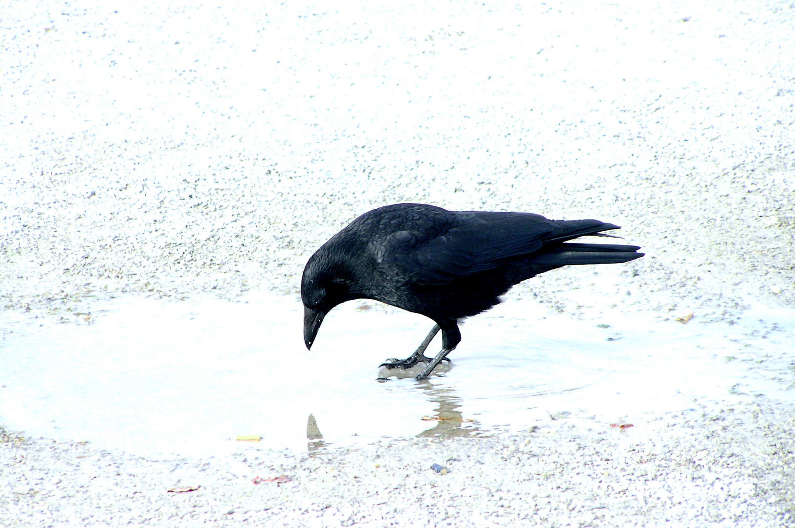 Karasu