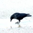 Karasu