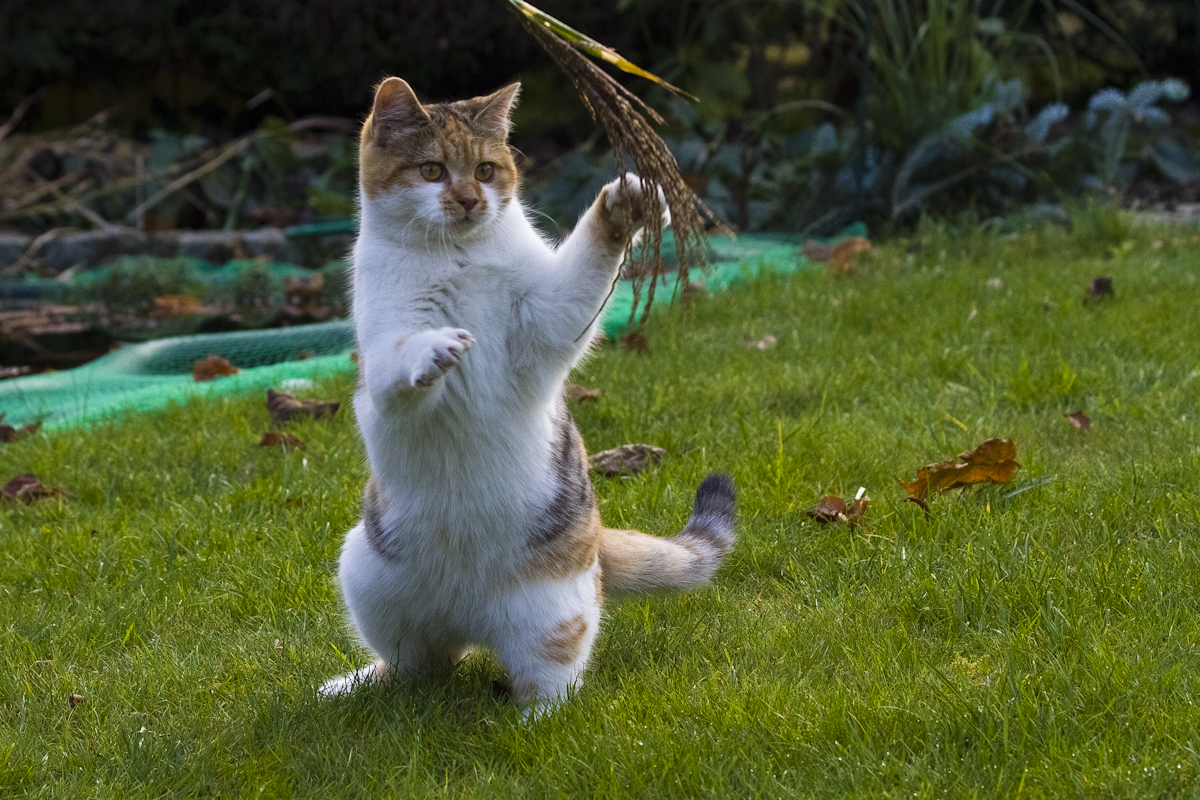 Karate-Cat