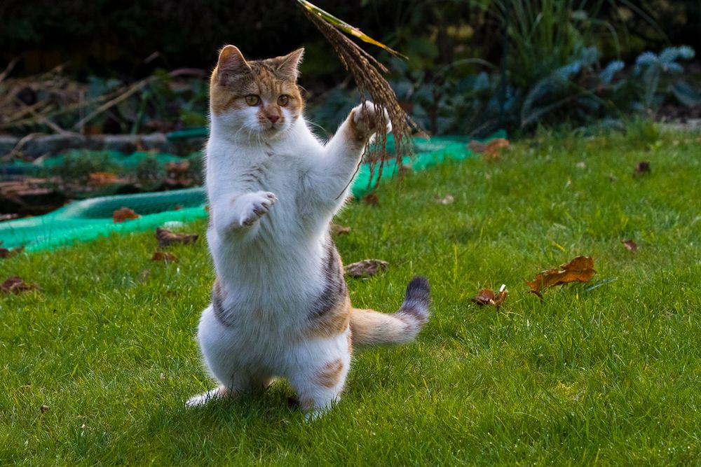 Karate-Cat