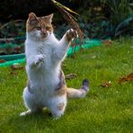 Karate-Cat