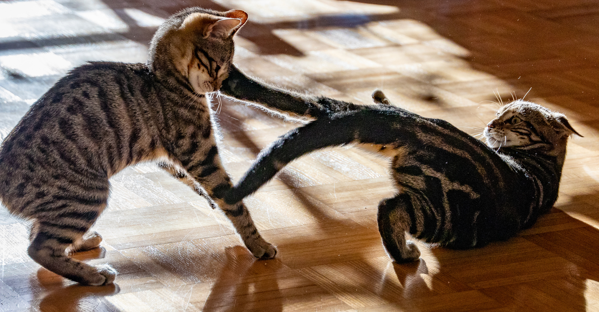 Karate-Cat