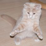 Karate Cat