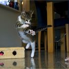 Karate cat