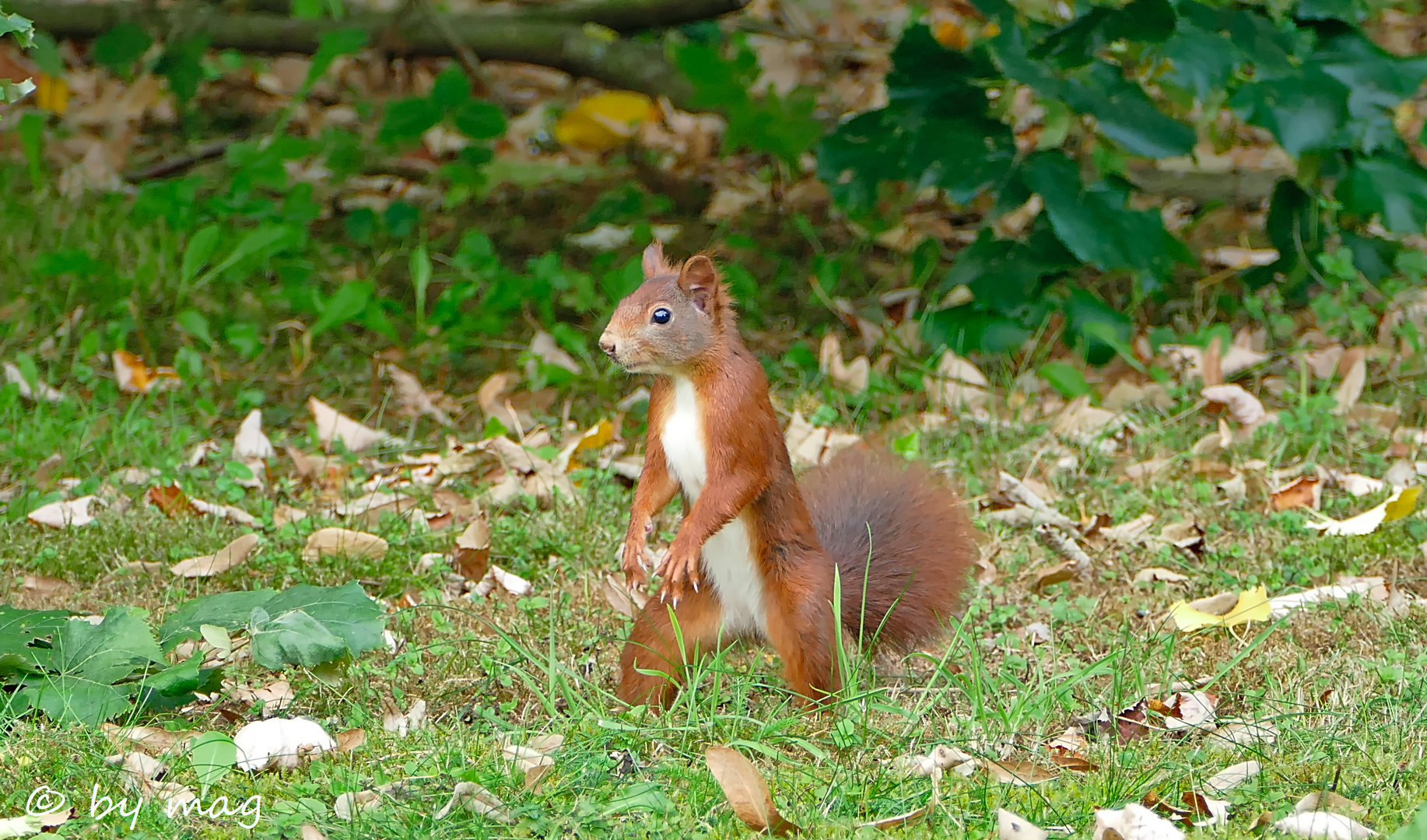 Karate Hörnchen :)