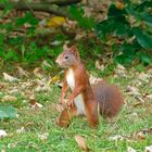 Karate Hörnchen :)