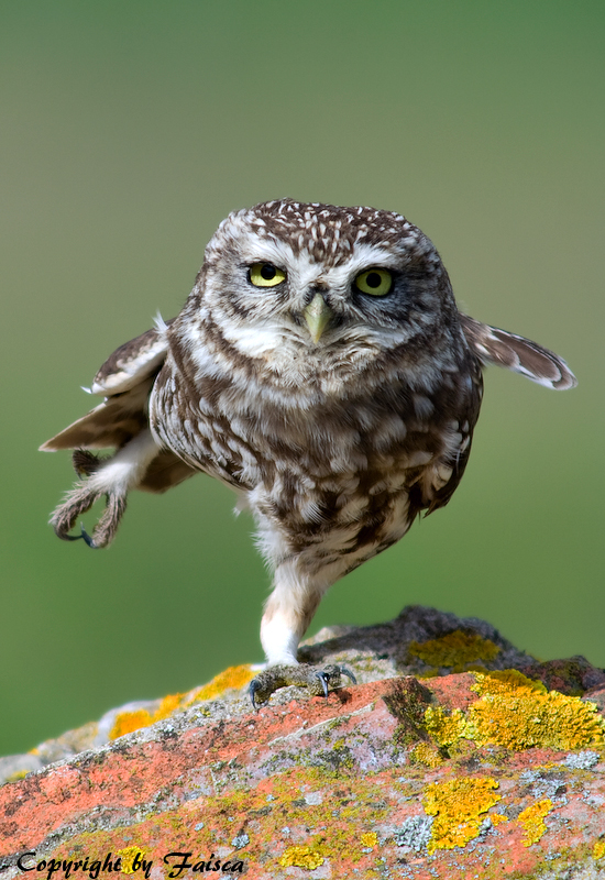 Karate Owl