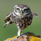 Karate Owl