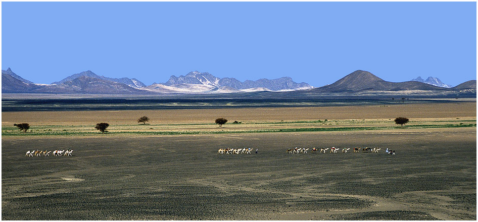 Karawane in den Weiten der Sahara