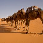 Karawane in der Sahara, Erg Chebbi, Merzouga - 2